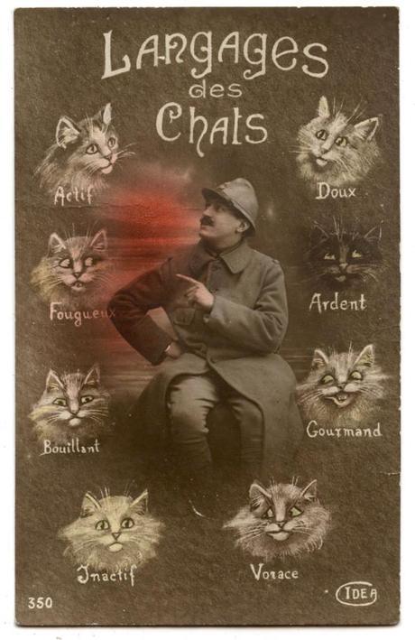 Pauvre minet (XIX et XXème) carte-postale-langage-des-chats
