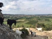 Rencontre avec chèvres sauvages
