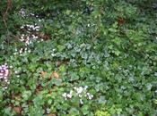 Cyclamen hederifolium