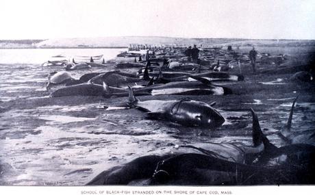 Sous les mers, la cacophonie humaine assomme les cétacés JPEG - 292.5 ko