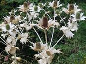 Panicaut géant (Eryngium giganteum)