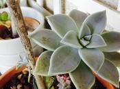 Conseils pour entretenir plantes grasses