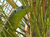 Comme lézard branche