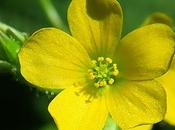 Oxalide fontaines (Oxalis fontana)