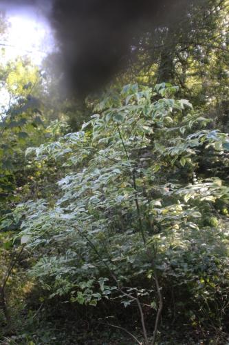 4 acer negundo variegatum romi 27 sept 2016 016 (1).jpg