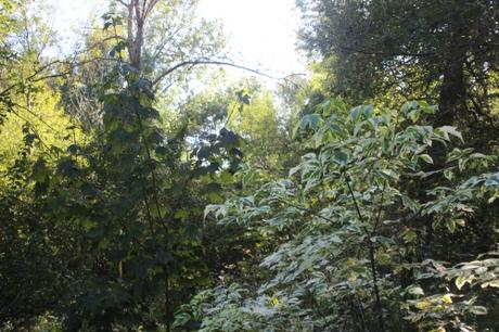 5 acer negundo variegatum romi 27 sept 2016 016 (2).jpg