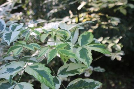 6 acer negundo variegatum romi 27 sept 2016 016 (3).jpg