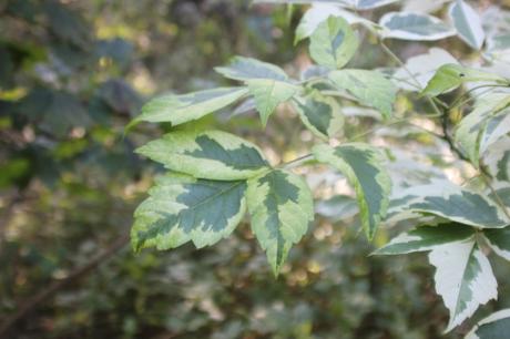 7 acer negundo variegatum romi 27 sept 2016 016 (5).jpg