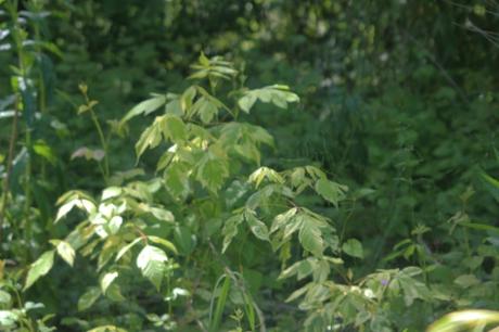 1 acer negundo var romi 5 juin 2013 023.jpg