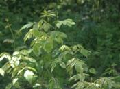 Acer negundo 'Variegatum'