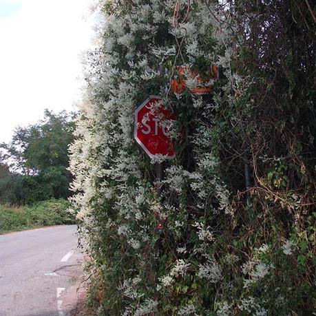 Escoundaio 1945533855.jpg