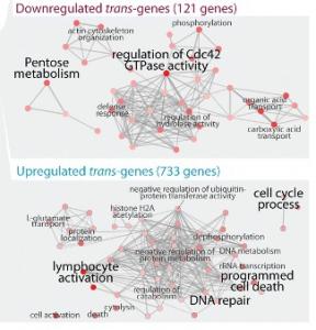 LONGÉVITÉ: Le secret d'un ADN jeune à un âge avancé – Genome Biology