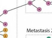 CANCER: Comment tumeur évolue cellule métastase PNAS