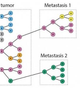 CANCER: Comment la tumeur évolue de la cellule à la métastase – PNAS