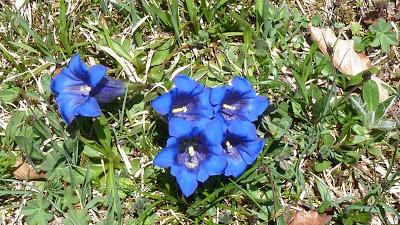 Bavarian Gentians, a poem by D.H. Lawrence