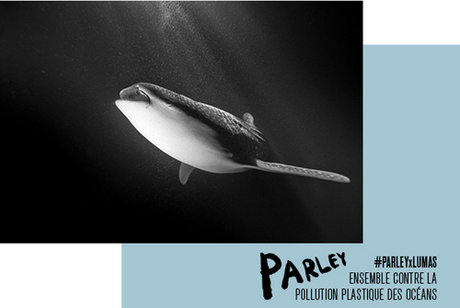 Photographies : Parley x Lumas lumas-x-parley-copier