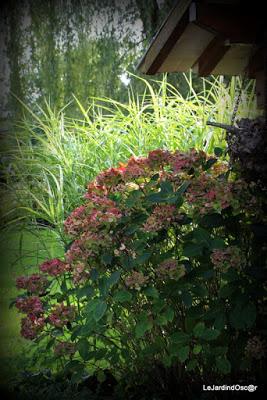 Jardin d'automne...