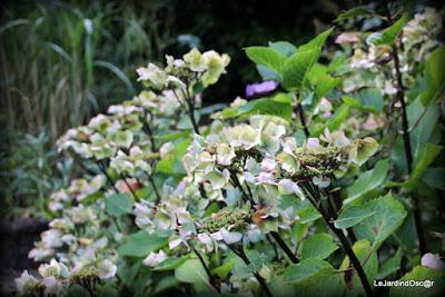 Jardin d'automne...