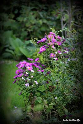 Jardin d'automne...