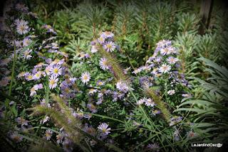 Jardin d'automne...