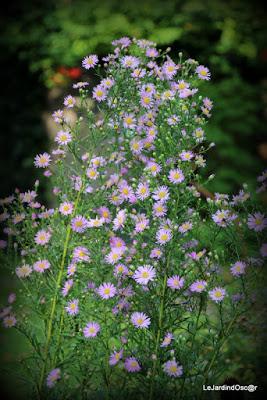 Jardin d'automne...