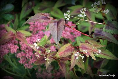 Jardin d'automne...