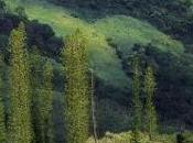 Autobiographie d'un amour