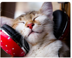 J’ai testé Catsonics…La musique pour chats !