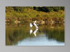 oiseau australie rivière murray river renmark pelican