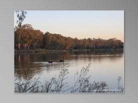 black swan cine noir australie renmark rivière murray river
