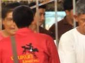 Thaïlande rodéo cochon, vidéo