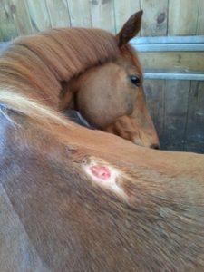 blessure-garrot-cheval