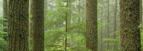 Afficher l'image d'origine