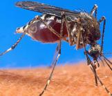 Paludisme : la liberté économique sauve des vies