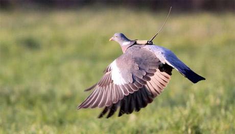 CP: ESPECES MENACEES, découvertes faites depuis l’espace révélées jeudi 6 octobre à Toulouse
