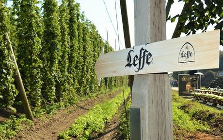 Voyage au cœur des champs de houblon Belges