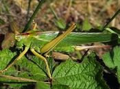 Grande sauterelle verte (Tettigonia viridissima)