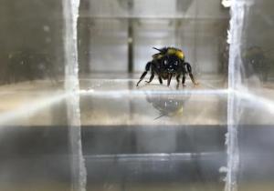 NUTRITION et ÉMOTION: Le principe de la récompense, un processus universel ? – Science