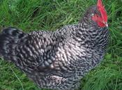 Pourquoi adopter poules permaculture