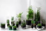 #Inspiration // On adopte les terrariums pour une déco toujours plus verte