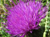 Cirse acaule (Cirsium acaule)