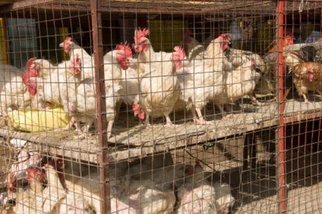 Des voisins se plaignent des poulets trop bruyants