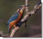 Un moment d'évasion avec les chants d'oiseaux.