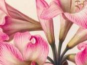 Exposition précieux vélins trois siècles d’illustration naturaliste