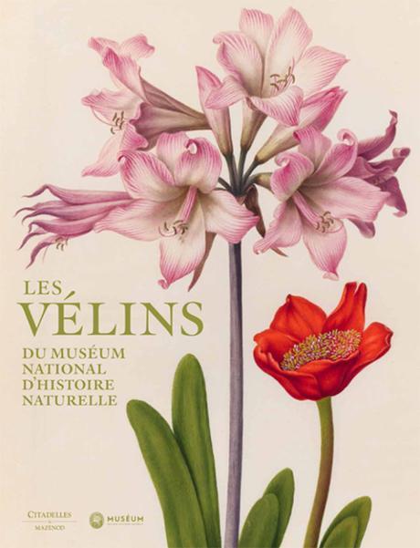 inspirationsgraphiques-aquarelles-gouaches-illustration-museum-histoire-naturelle-velins-paris-art-03