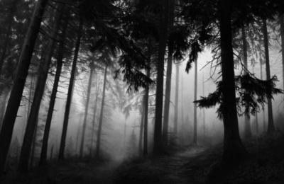 Untitled (Fairmont Forest)