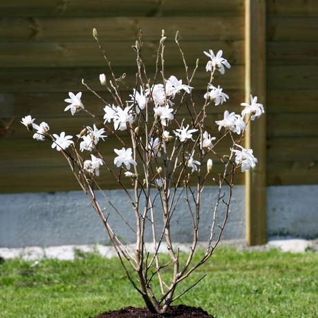 Magnolia stellata - Magnolia étoilé