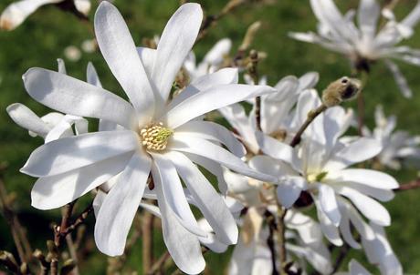 Magnolia stellata - Magnolia étoilé