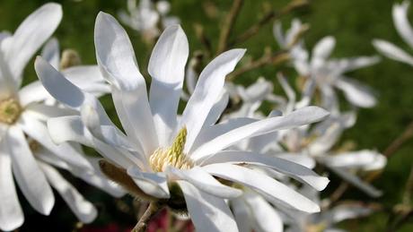 Magnolia stellata - Magnolia étoilé