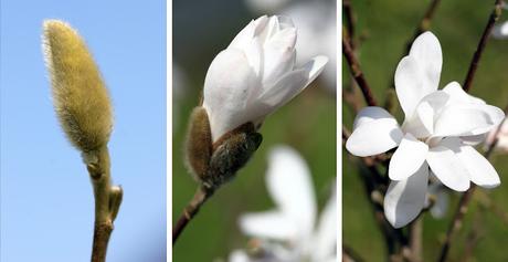 Magnolia stellata - Magnolia étoilé